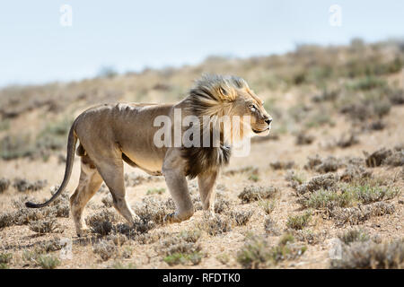 Herrliche männliche Löwe zu Fuß hoch mit dem Wind im Gesicht konzentriert. Kgalagadi Transfrontier Park Stockfoto