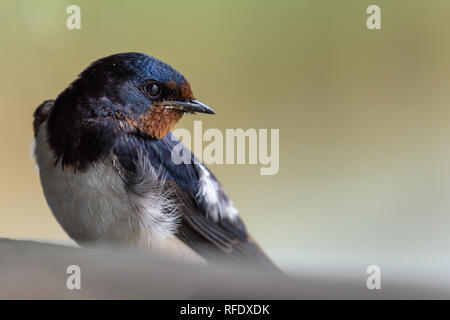 Nahaufnahme, Porträt einer rauchschwalbe (hirundo rustica) sitzen und den Blick über seine Schulter. Stockfoto