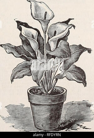 . Katalog. Baumschulen Kentucky Louisville Kataloge; Baumschulen (Gartenbau) Kentucky Louisville Kataloge; Pflanzen, Zierpflanzen, Blumen Kataloge Kataloge; Bäume; Sträucher Sämlinge Kataloge Kataloge. Carex Japonica. Lilie DER NIL. Reines Weiß, große, prächtige Blüte. 30 Cent jedes; pro Dutzend, $ 3; große Pflanzen, 6-Zoll pot", 50 Cent. Beschmutzt. RICHARDIA ALBA MACULATA. Diese Pflanze ist alwaj * ornamentale, auch wenn sie nicht blühen, die dunkelgrünen Blätter schön beschmutzt werden mit Weiß; in anderen Re-Aspekte der Anlage ist der gleiche wie der weißen calla, aber ist der Zwerg Gewohnheit. 30 Cent jedes; Pro d Stockfoto