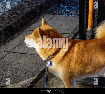 Shiba Inu Hund Portrait an Haus auf dem Land in Nagano, Japan. Stockfoto