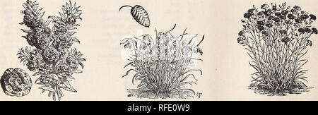 . High Class Samen und implementiert. Baumschulen New Jersey Paterson Kataloge; Gemüse; Blumen Samen Samen Kataloge Kataloge; Gräser, Samen Kataloge; landwirtschaftliche Arbeitsgeräte Kataloge. 32 MUZZY BRÜDER" KATALOG DER SAMEN. ^^ von JfloWer aUiVatioi^^ Must Die. Winterharte Einjährige. Keine Klasse von Pflanzen oder Blumen so einfach ist der Anbau als Winterharte Einjährige; ihre brillante und vielfältigen Farben und die Bereitschaft, mit der Sie sich auf fast jedem Boden oder Situation anpassen Haben Sie erbrachten allgemeinen Favoriten. Aufeinanderfolgende Aussaat kann von März bis Ende September, März, April und Mai sind die bes Stockfoto
