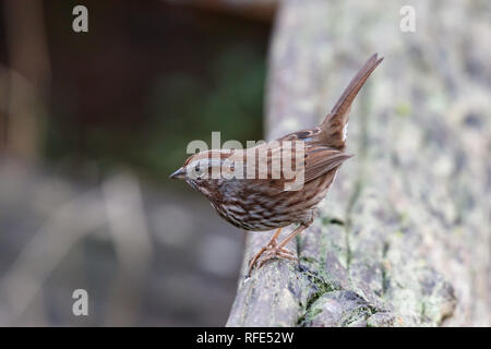 Song sparrow Vogel bei Vancouver BC Kanada Stockfoto