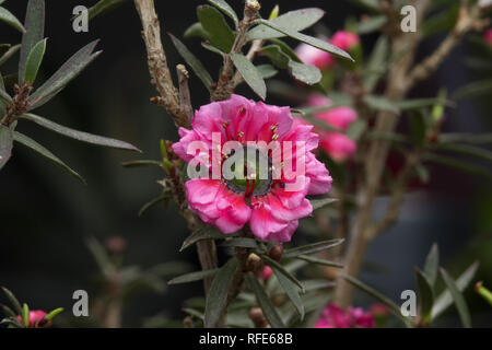 Rosa Manuka Blumen für Manuka Honig Stockfoto