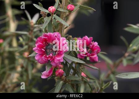 Rosa Manuka Blumen für Manuka Honig Stockfoto