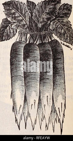 . Samen Katalog für 1902: Kartoffeln, Mais, Getreide und Saatgut in den kalten Norden Osten gewachsen. Baumschulen Maine Caribou Kataloge; Kartoffeln Samen Kataloge; Gemüse; Blumen Samen Samen Kataloge Kataloge. Den Rettich ist für seine Wurzeln angebaut, und roust gegessen, wenn recht jung, es wird hart und dünn sein. In o.Der gute zu sein, Radieschen muss sehr schnell gewachsen, und in einer frühen Phase Ihres Wachstums gegessen. Neue helle Frühstücksraum Rettich. N eue helle Frühstücksraum Rettich. Eine verbesserte Art der französischen Frühstück, mit beson- ders kleine Tops. Die radieschen wachsen sehr schnell, und wenn ziehen Stockfoto