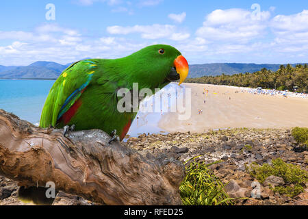 Eclectus Parrot, Eclectus roratus: Composite Foto mit Four Mile Beach, Port Douglas. Australien. Stockfoto