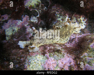 Spanien, Kanarische Inseln, La Gomera. Valle Gran Rey. Gefleckte Meer Hase (Aplysia dactylomela). Stockfoto