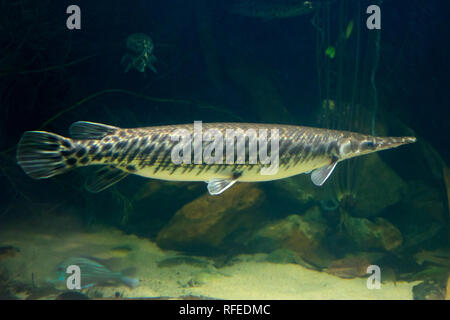 Single Arapaima gigas Fisch, auch als pirarucu bekannt, eine vom Aussterben bedrohte Tierart Stockfoto