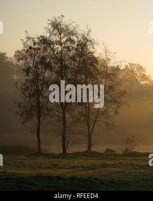 Silhouetten von Bäumen auf einem nebligen nebeliger Morgen am Ufer des Sees in Europa. Schöne Atmosphäre auf herbstlichen Sonnenaufgang in der Wildnis Stockfoto
