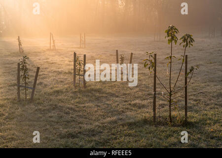 Wenig Apfelbaum Pflanzen an einem nebligen Morgen mit goldenes Sonnenlicht im Hintergrund. Frosty Gras auf Anfang Herbst morgen Stockfoto