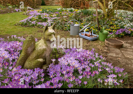 Frühlings-Krokus und Winter Aconites im Garten Einstellung Norfolk März Stockfoto