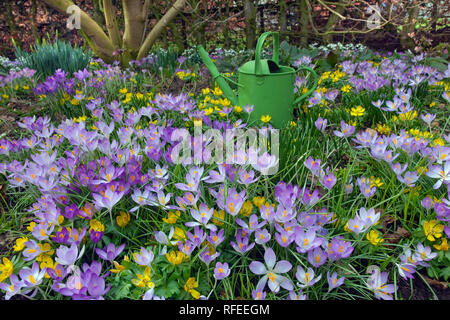 Frühling Krokusse und Winter Aconites Eranthis hyemalis in Garten Norfolk März Stockfoto