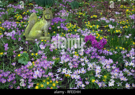 Frühlings-Krokus und Winter Aconites im Garten Einstellung Norfolk März Stockfoto