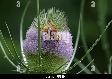 Nahaufnahme von einer einzigen gelben fliegen Fütterung auf ein violettes Cactus flower im Land Stockfoto