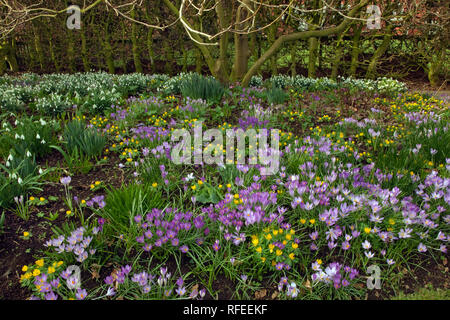 Frühling crocus Aconites Eranthis hyemalis Primel und Schneeglöckchen im Garten Norfolk März Stockfoto