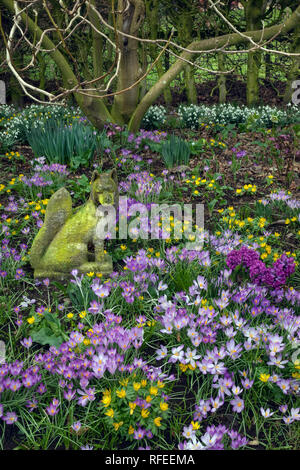 Frühling Crocus Aconites Polyanthus und Schneeglöckchen im Garten Einstellung Norfolk März Stockfoto