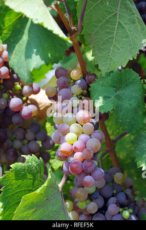 Gemeinsame Rebsorten, Weinrebe, bortermő szőlő, Vitis vinifera Stockfoto