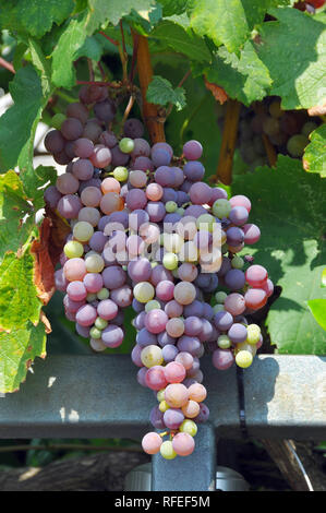 Gemeinsame Rebsorten, Weinrebe, bortermő szőlő, Vitis vinifera Stockfoto