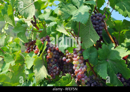 Gemeinsame Rebsorten, Weinrebe, bortermő szőlő, Vitis vinifera Stockfoto