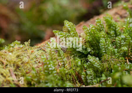 Mehr featherwort Moss Stockfoto