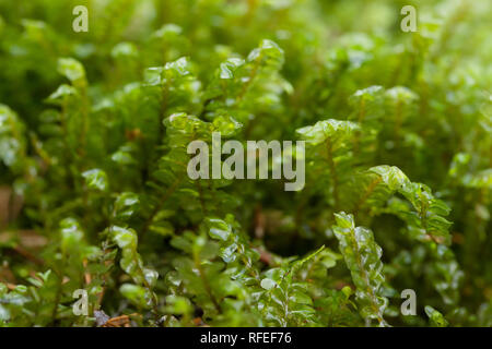 Mehr featherwort Moss Stockfoto