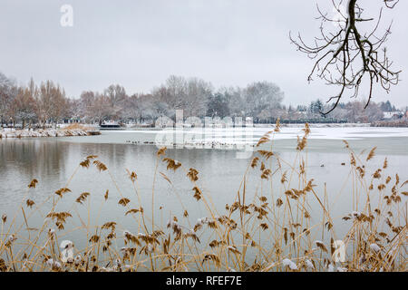 Schöne Szene von Halb zugefrorenen See. Ufer mit Schilf bewachsen. Eine Herde von Enten sitzen auf dem Eis eines zugefrorenen See im Winter Stockfoto