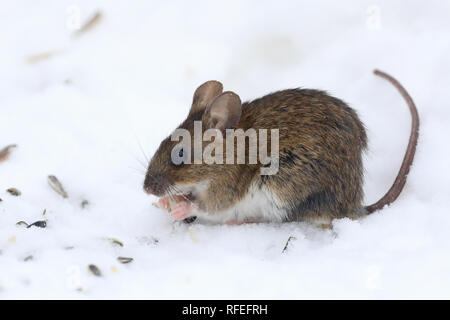Gelb-necked Maus Stockfoto