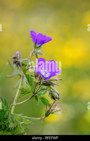 Schweiz, Alpen, Berner Oberland, Grindelwald. Feder. Blume. Wald-storchschnabel, woodland Geranium (Geranium sylvaticum). Stockfoto