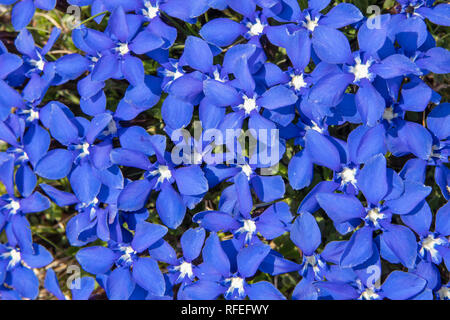 Schweiz, Alpen, Berner Oberland, Grindelwald. Feder. Blume. Bayerische Enzian (Gentiana Bavarica). Stockfoto