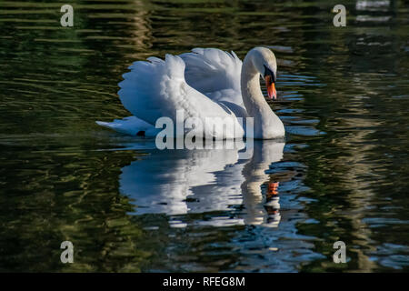 Nach Mute swan, Agression in strassenmusik Pose mit Reflexion über einen stillen See Stockfoto
