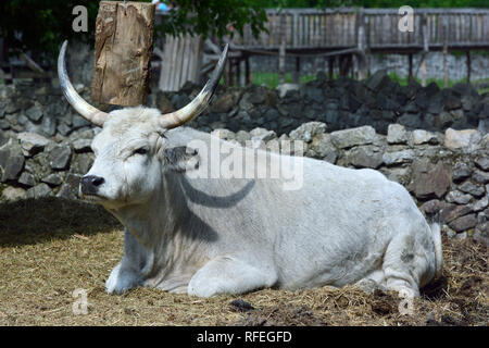 Ungarische Steppenrinder, Ungarische Steppe Rinder, Ungarisches Steppenrind oder Ungarisches Graurind, Magyar szürkemarha, Bos taurus Hungaricus Stockfoto