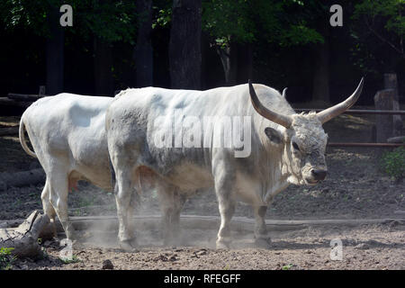 Ungarische Steppenrinder, Ungarische Steppe Rinder, Ungarisches Steppenrind oder Ungarisches Graurind, Magyar szürkemarha, Bos taurus Hungaricus Stockfoto