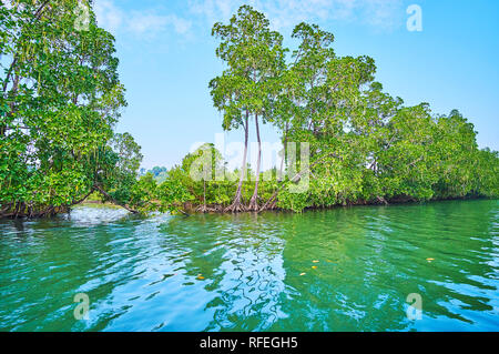 Die üppigen roten Mangrovenwald mit massiven prop Wurzeln System entlang der Ufer des Flusses Kangy, Chaung Tha, Myanmar. Stockfoto