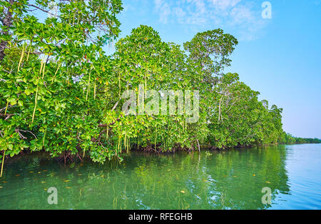 Der Wald von Red Mangrove Pflanzen auf Kangy Fluss erkunden, auf Reisen im Kanu von Chaung Tha Tourist Village, Myanmar. Stockfoto