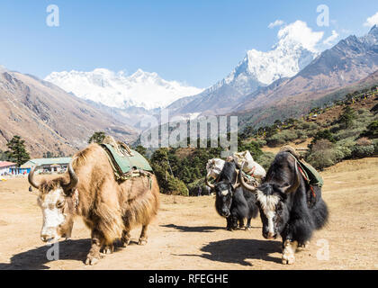 Yaks mit langem Fell in Tengboche mit Everest, Lhotse und Ama Dablam Bergen im Hintergrund, Tengboche, Sagarmatha, Khumbu, Nepal Stockfoto