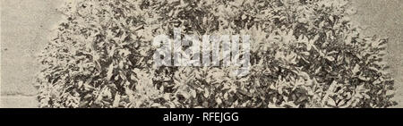 . Beschreibender Katalog der dekorative Bäume, Sträucher, Kletterpflanzen, Evergreens, winterharte Pflanzen und Früchte. Baumschulen, Pennsylvania, Kataloge; Baumschulen (Gartenbau), Pennsylvania, Kataloge, Bäume, Sämlinge, Kataloge, Ziersträucher, Kataloge, Blumen, Kataloge; Pflanzen, Zierpflanzen, Kataloge; Obst, Kataloge. 38 THOMAS MKEHAN &Amp; SÖHNE COTONE ASTER. Cotoneaster baciliaris (obtusa.) (4 bis 5 ft.) Coton-easters haben hübsche rote Beeren im Herbst, und alle haben ordentliche, kleine Blätter. 4 bis 5 ft. Trans $ 75 je "Simonsii. (4 bis 5 ft.) von 3 bis 4 ft. Trans $ 35 je 3 $ 00 pro 10 4 bis 5 ft. "50&q Stockfoto