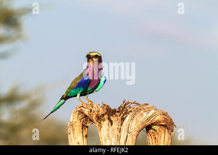 Lilac-breasted Roller auf dem Baum. Der Tarangire, Tansania, Afrika Stockfoto