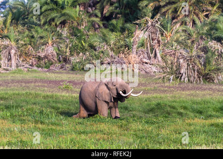 In der grünen Elefanten Sumpf. Amboseli, Kenia Stockfoto