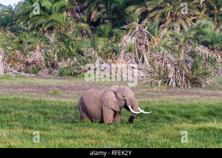 Sehr großer Elefant im Sumpf. Amboseli, Kenia Stockfoto