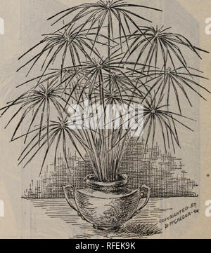 . Blumen Edelsteinen. Baumschulen Ohio Springfield Kataloge; Pflanzen, Zierpflanzen Kataloge Kataloge; Lampen; Blumen (Pflanzen) Kataloge; Blühende Sträucher Kataloge. SWAINSONIA GALEG 1 FOL 1 A. Ein Eingeborener von Australien; sehr anmutig; an einem Fenster oder auf einem Gitter ausgebildet, präsentiert einen schönen Anblick der hellgrüne Laub, und eine herrliche Fülle Sprays, ähnlich süssen Erbsen in Form. Reines Weiß. Große, Milch weiß; exquisit. Preis, 15 Cent. Rosa. Schöne rosa, mit weißen Flecken. Preis, 15 Cent, oder die beiden Sorten für 25 Cent. Oleander. Diese altmodische Sträucher werden immer immens Pop- Stockfoto