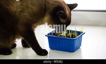 Dunkle Siamesische Katze frisst Gras in einem Container auf der Fensterbank. Katze essen Gras Stockfoto