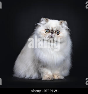 Süße flauschige Tabby Point Persische Katzen/Kätzchen sitzen nach vorne. Auf Kamera mit großen runden Augen. Auf schwarzem Hintergrund isoliert. Stockfoto