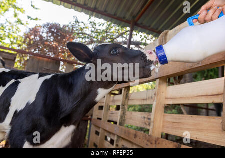 Little Baby Kuh Fütterung von Milch aus der Flasche. Stockfoto