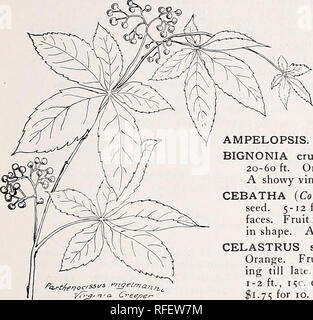 . Kelsey hardy amerikanischen Werken und Carolina Berge Blumen. Baumschulen Massachusetts Boston Kataloge; Bäume; Sträucher Sämlinge Kataloge Kataloge; Pflanzen, Zierpflanzen, Blumen Kataloge Kataloge. Katoana, North Carolina, und 'Boston, Massachusetts. Scharlach, glockenförmigen Blüten, Crispa. Purple Clematis. 4 - Mai bis August. Ea., scottii 25C. (Maculata). Western Eines der besten Feder sortiert, auffällig. 25C. ea., $ 2,25 für 10. ligusticifolia. Western Jungfrau bower. 5-15 ft. Weiß. Fine Art, ähnlich wie C. njirgini-ana. 30 c ea., $ 2,50 für 10. (Siehe Abbildung.) virginiana. Virgin's Bower Stockfoto