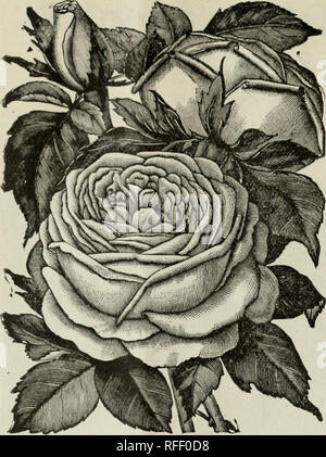 . 1902 Handel Liste. Baumschulen Ohio Kataloge; Pflanzen, Zierpflanzen, Rosen Kataloge Kataloge Kataloge; Lampen; Blumen (Pflanzen) Kataloge. Meister Stadt Gewächshäuser, Springfield, Ohio. 11. SOUVENIR von WOOTTON. Farbe samtig Rot, gleich Jac (jm'rainot. Es ist II double Rose, und ist in der Knospe gut, halb geöffnet, oder vollständig zu erweitern - die Red. Voll, offenen Blüten, die häufig sechs Zoll rpu^T> "r^o Durchmesser. Die meisten ine iJriae. ausgezeichnete Rose. 50 Cent pro Dutzend; $ 3,00 pro hundert. SOUVENIR DE MADAME EUGENE VER-DIER. Dies ist eine der jrrandest Koses in diesem Buch. Es ist sehr stark, das freie Weinbauern, die neue Str Stockfoto