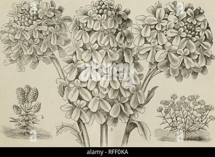 . Jährliche Katalog Samen: Gemüse-, Feld- und Blumensamen. Baumschulen New York (State) Buffalo Kataloge; Gemüse Samen Kataloge; Gräser, Blumen Samen Samen Kataloge Kataloge; Gartengeräte und Zubehör Kataloge. 2 Doppelzimmer. Pro PCK. BACHELOR- Taste. (Centaurea Cy-Anus.) Hübsche Blumen in voller Blüte den ganzen Sommer über, in den Farben Blau, Rosa und Weiß gemischt... 5 BALSAM. (Frauenschuh.) Eine schöne und beliebte Klasse von Pflanzen. Ausschreibung Jahrbücher. - Camelia - Blumen, rosa, roten und weißen, 10-Camelia - Blumen, große Doppelzimmer gemischt. ... 10 CALENDULA. Eine grobe, reichblühend, auffällige Klasse eines Stockfoto