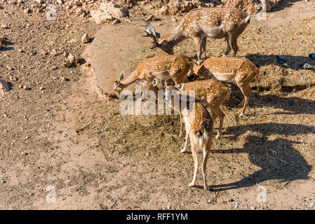 Familie von Buck auch männliche Hirsche mit weiblichen Reh, Hirschkuh oder doe und fawn Red Deer auf der roten Erde. Stockfoto