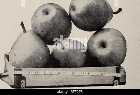 . Handbuch der Obstbäume und Pflanzen. Baumschulen Pennsylvania West Chester Kataloge; Baumschulen (Gartenbau) Pennsylvania West Chester Kataloge; Obstbäume Sämlinge Kataloge; Obst Kataloge. 10 HOOPES, Bruder & Amp; Thomas, West Chester, PA. Tränen ob für Markt oder den privaten Verbrauch, diese Frucht ist sehr zu empfehlen für seine exzellente Qualität und attraktives Aussehen geschätzt. Sie werden nicht vernachlässigen, so bereitwillig, wie der Apple, aber reichlich vergelten Die orchardist Für alle die besondere Pflege und Aufmerksamkeit erforderlich. Obwohl die lieber eine starke Lehm. Birnen kann gewinnbringend auf jedem angebaut werden