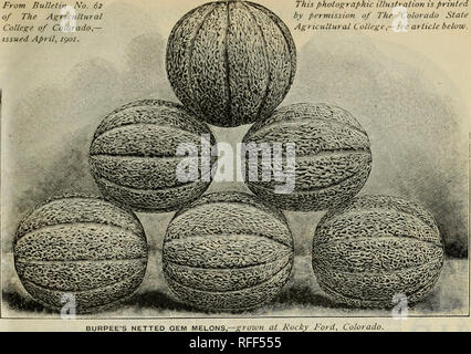 . Die Burpee Folgendes 1902 Farm jährliche: Gemüse, Blumen und Samen. Baumschulen Pennsylvania Philadelphia Kataloge; Gemüse; Blumen Samen Samen Kataloge Kataloge; Lampen (Pflanzen) Kataloge. Von Bulletin Nr. des Agricultut College von Colorado, April,/go/. Diese fotografische Abbildung ist mit Genehmigung der Colorado State Agricultural College gedruckt, - siehe Artikel unten.. Bitte beachten Sie, dass diese Bilder aus gescannten Seite Bilder, die digital für die Lesbarkeit verbessert haben mögen - Färbung und Aussehen dieser Abbildungen können nicht genau mit dem Original ähneln extrahiert werden Stockfoto