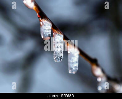 Gefrorene Regen erzeugt kleine Eiszapfen an Zweige eines Baumes im Winter. Stockfoto